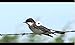 Identifying Backyard Birds of America - Kindle Edition