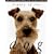 Legacy of the Dog: The Ultimate Illustrated Guide to Over 200 Breeds