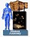 Books : Human Anatomy