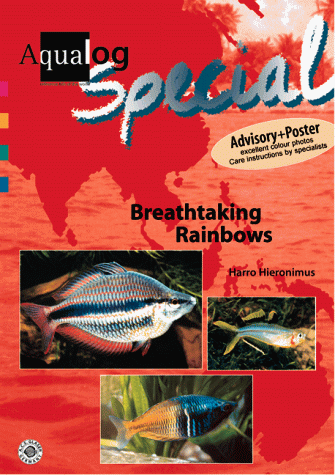 Rainbow The