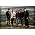 Miniaturansicht von Great White