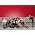 Thumbnail image of Glee Cast