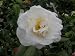 Camellia Auburn White