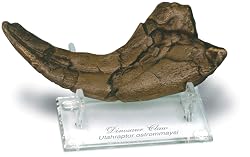 Utahraptor Claw Fossil Replica with Stand