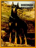 Doberman Pinschers Today
