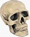 Scary Foam Skull Halloween Prop