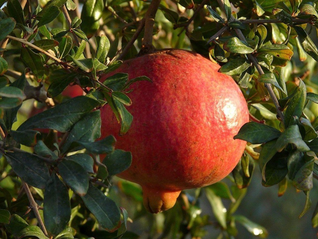 Pomegranates sold direct by the grower at Farmers Market Online