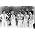 Thumbnail image of Bay City Rollers
