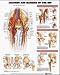 Anatomy And Injuries Of The Hip Anatomical Chart - 9781587793837