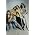 Thumbnail image of Van Halen