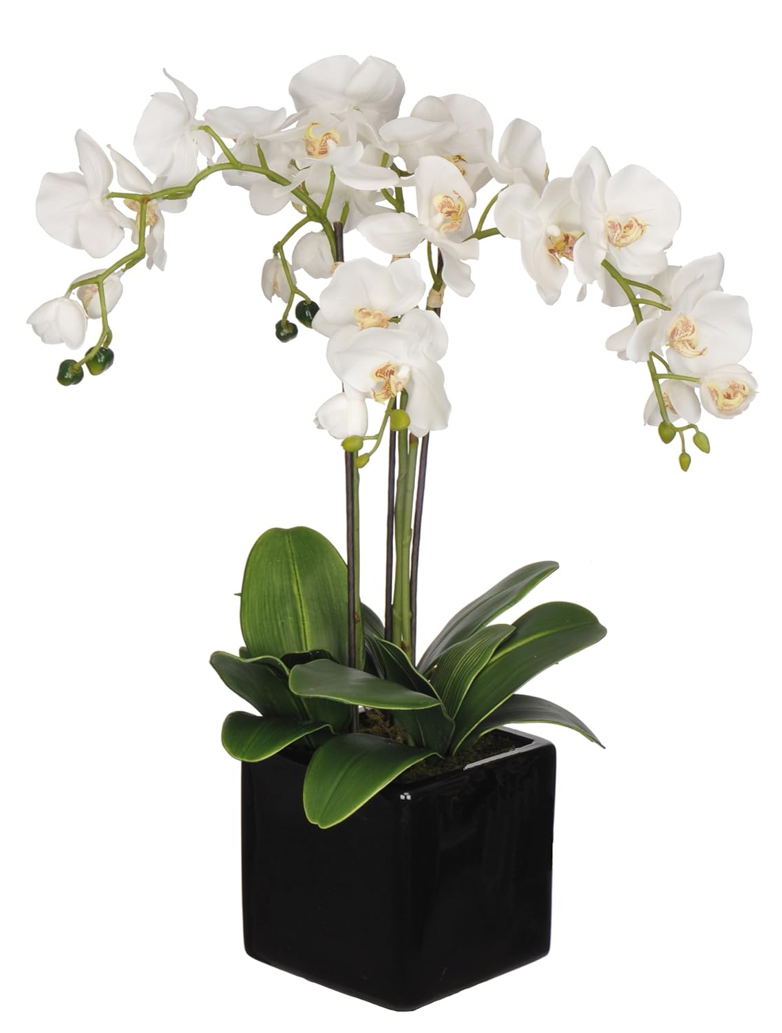 House of Silk Flowers Artificial Triple-Stem Phalaenopsis Orchid Arrangement, White/Yellow