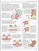 The Human Body (An Illustrated Guide to Its Structure, Function, and Disorders)