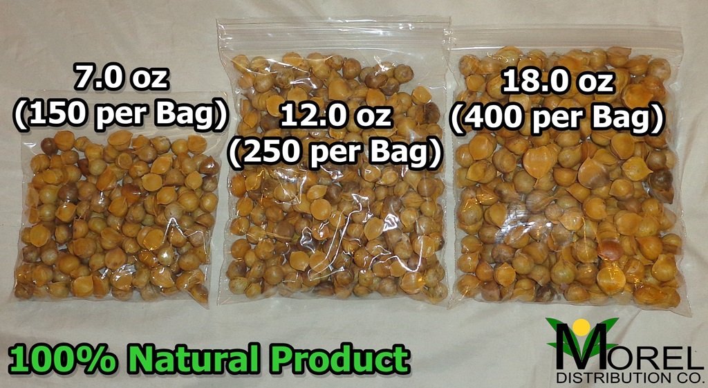 Amazon.com: Japanese Garlic - Ajo Japones (100% Natural) Count Per ...