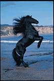 71aYNpQyEzL. SL160  Safari LTD Friesian stallion Laminated Poster