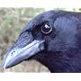 My Life with Birds, or, How To Make Birds Very Hap&hellip by S. Steele Ph.D.