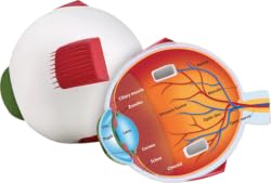 Eye Cross Section Model