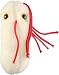 Salmonella Plush Doll