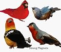 Box of 8 Assorted Magnetic Birds