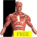 Visual Anatomy Free