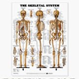 Skeletal System 3D Raised Relief Chart - Item #: 9781587790652