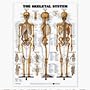 Skeletal System 3D Raised Relief Chart - Item #: 9781587790652