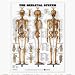 Skeletal System 3D Raised Relief Chart - Item #: 9781587790652