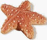 Siro Designs #SD67-116 2.15 Orange Starfish Knob