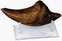 T-Rex Claw Replica With Stand