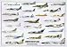 Safari 20068 Modern Warplanes Poster - Pack Of 3 - Rolled