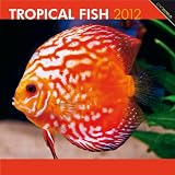 Tropical Fish 2012 Square 12X12 Wall Calendar