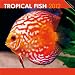 Tropical Fish 2012 Square 12X12 Wall Calendar