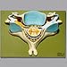 Fifth Cervical Vertebra