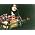 Thumbnail image of Rory Gallagher