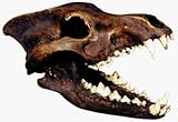 Dire Wolf Skull Replica