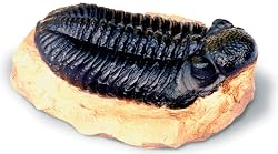 Trilobite Fossil Replica