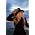 Vignette de Stevie Nicks