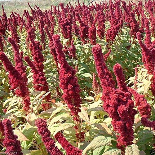 Amaranth Seeds,'Elephant Head' (Amaranth cruentus) - Heat-loving Vegetable