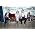 Thumbnail image of The Lumineers