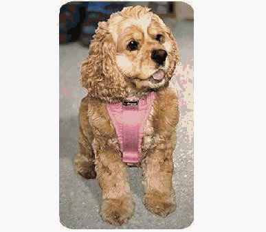 Huge save onpets smart grooming Kurgo Tru-Fit Smart Harness w/Seat Belt Tether - MEDIUM 25-50 lbs - PINK