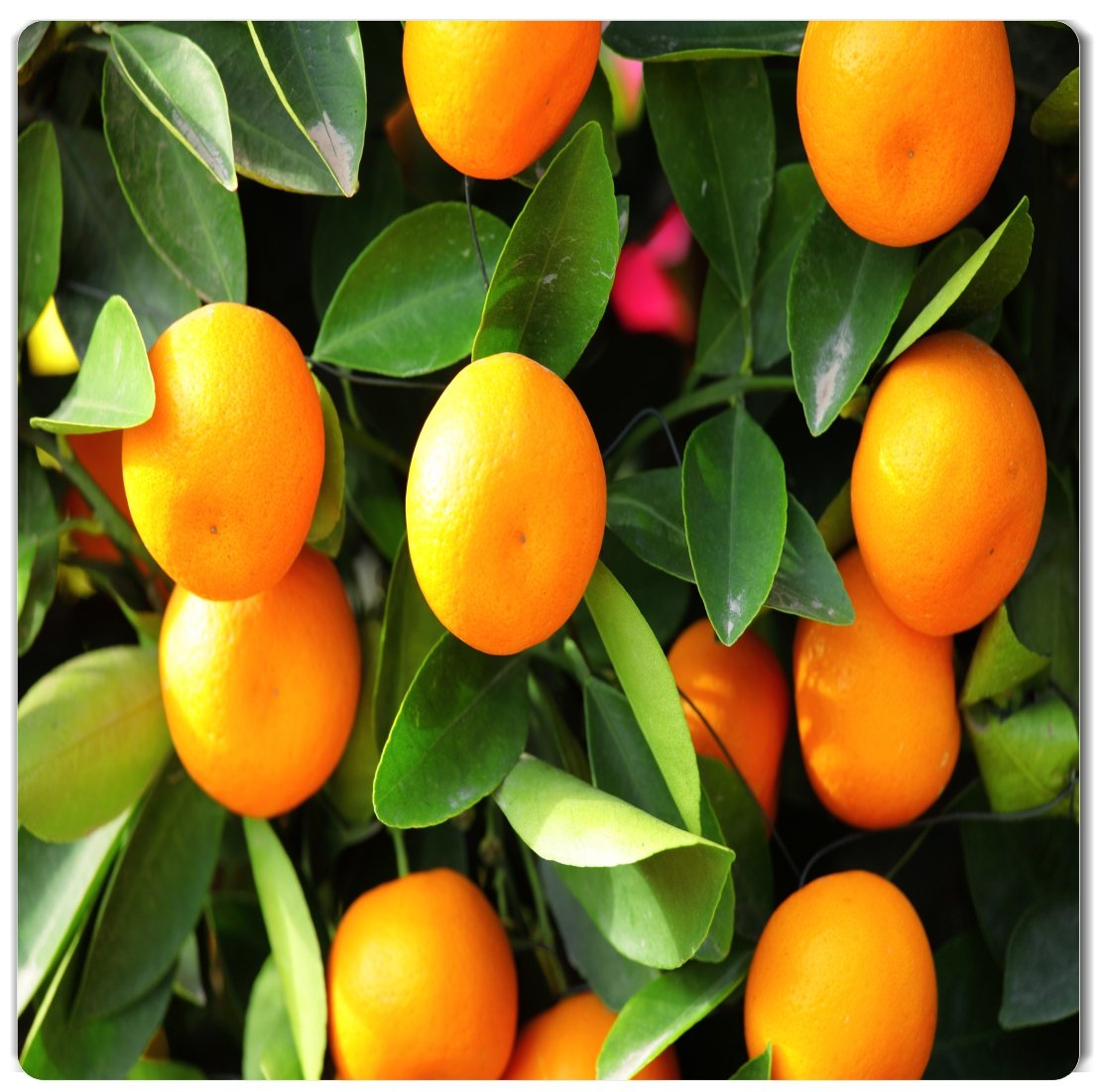 Kumquat Festival in Dade City Florida profile at farmers market online