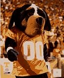 Tennessee Volunteers Smokey Mascot 8x10 Photo