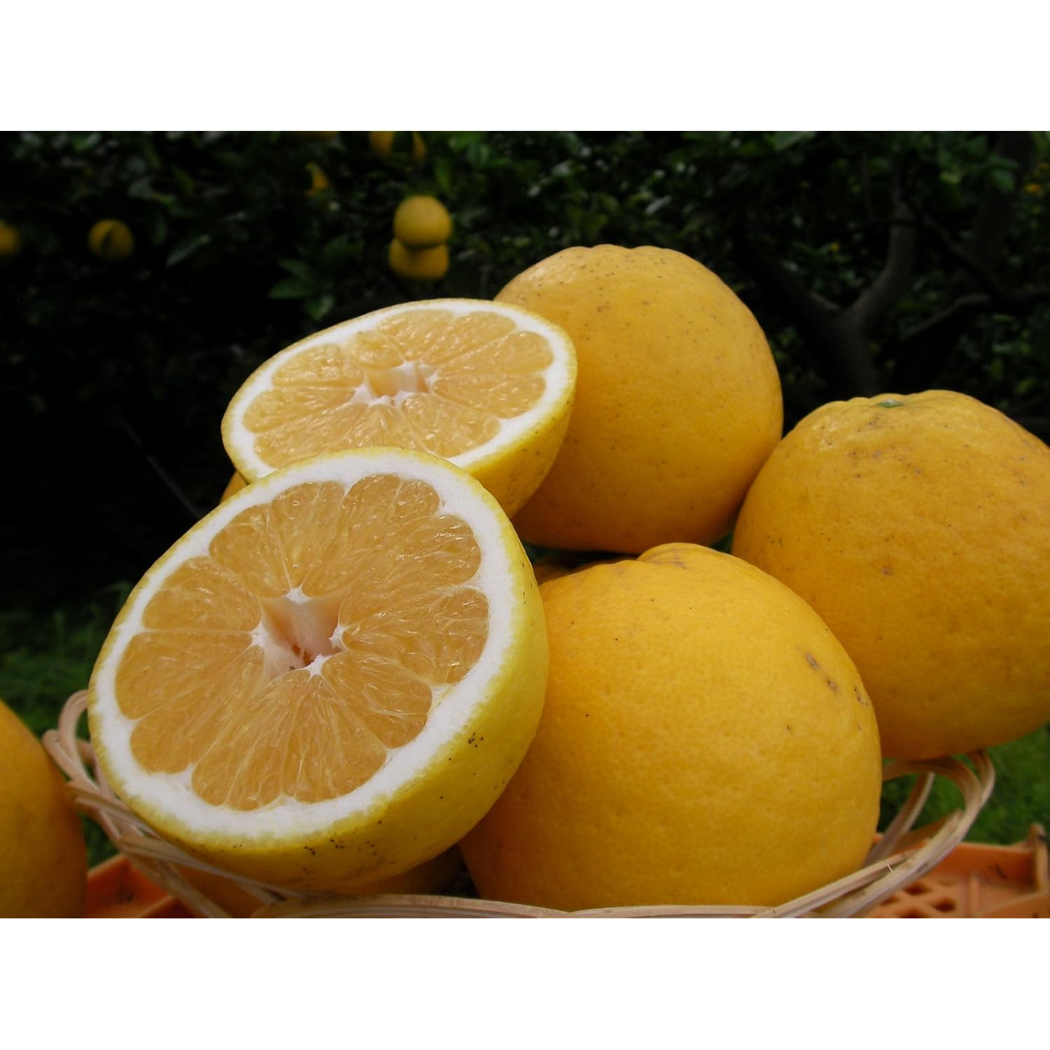 爱媛爱南町好冈农园产 家庭用 爱南ゴールド 3