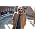 Thumbnail image of Steve Earle