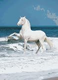 71kxNzFF 9L. SL160  Safari LTD Andalusian stallion Laminated Poster