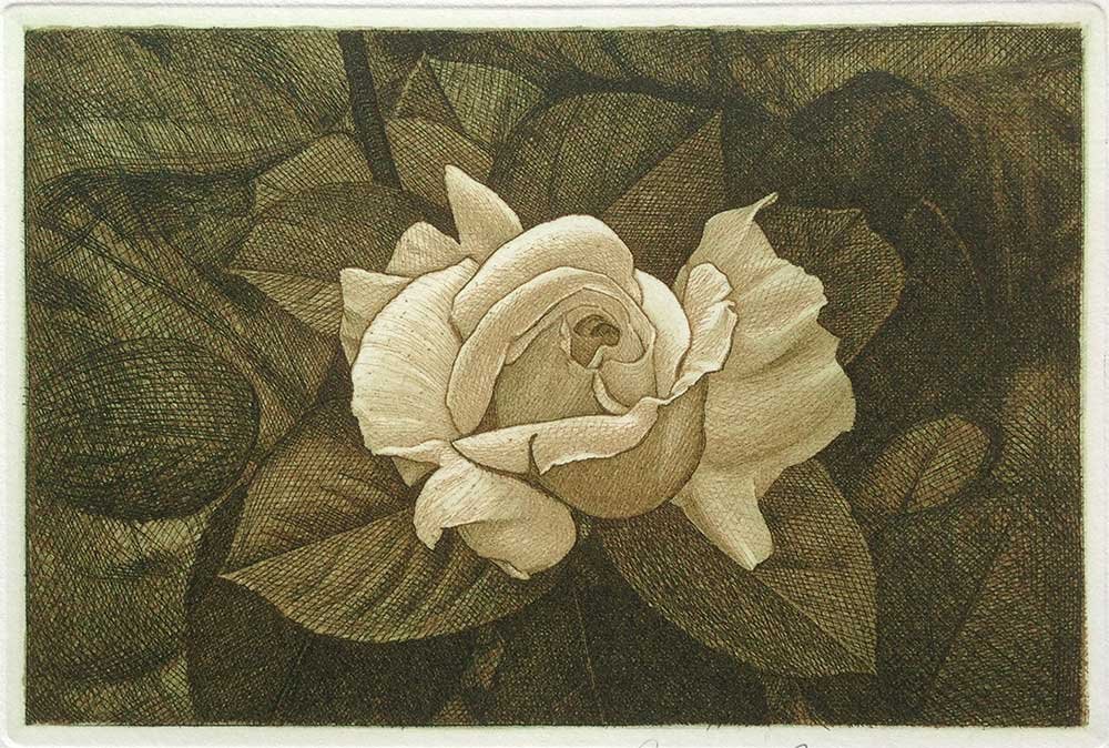Rose by David Smith-Harrison: Amazon Art: Etchings