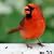 Sam Bird