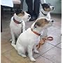 Hunde-Liebe von Marlis E. Hornig
