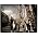 Miniaturansicht von The Kooks