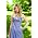 Thumbnail image of Taylor Swift