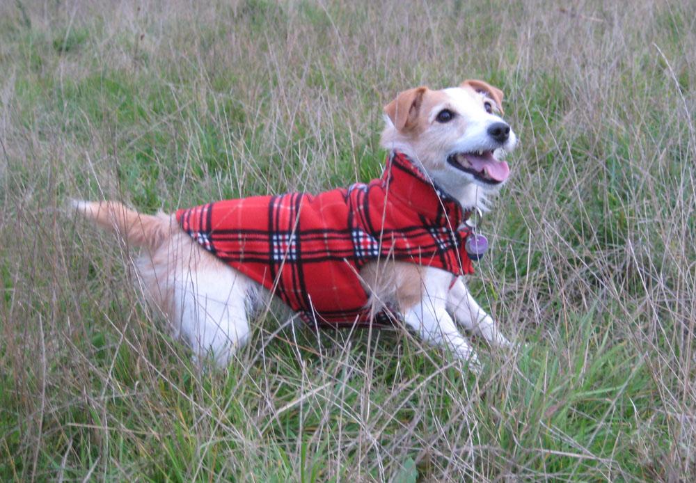 RC Pet Products Whistler Winter Wear Dog Coat, Size 8, Red